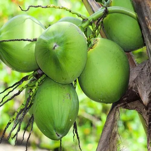 Green Organic Natural Tender Coconut, For Medicines, Shelf Life : 15 Days