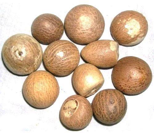 Natural Round Areca Nut, Style : Dried