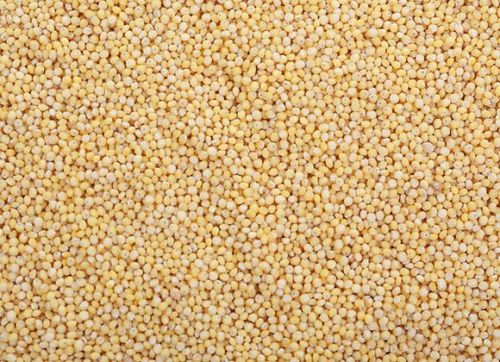 Yellow Organic Browntop Millet Seeds, For Cooking, Cattle Feed, Packaging Type : Gunny Bag