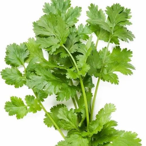 Fresh Green Coriander Leaves