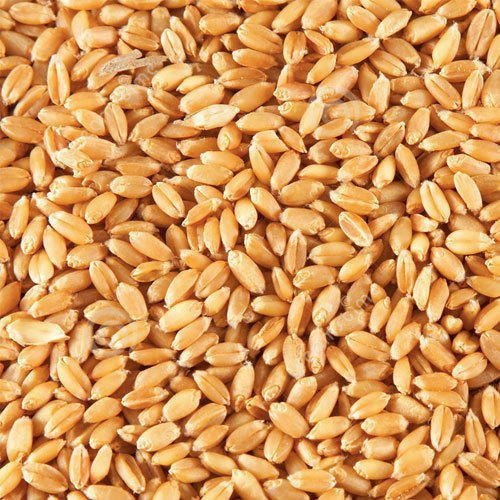 Brown Granule Wheat Seed, For Roti, Khakhara, Chapati, Packaging Type : PP Bags