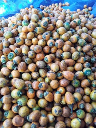 Solid Round Natural Raw Betel Nut, For Food, Medicine, Packaging Type : Bag
