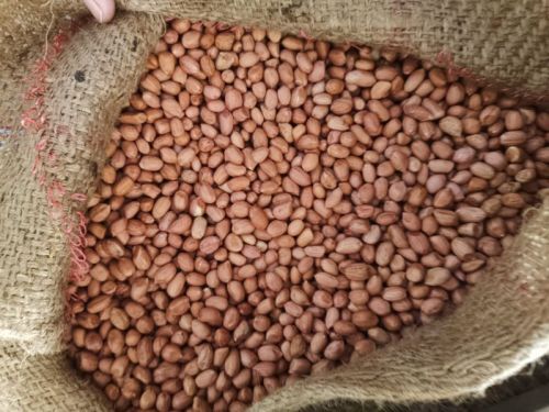 Gujrat Peanut G20, TJ Varieties, Form : Raw, Packaging Size : 50 kg