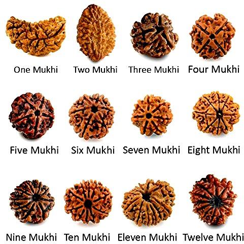 Round Rudraksha Bead, For Religious, Mala Beading