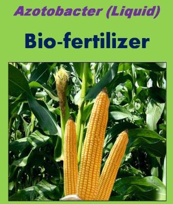 Azatobacter Bio Fertilizer, For Agriculture, Purity : 100%