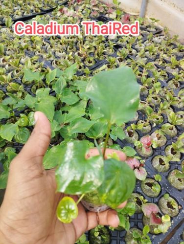 Green Caladium Plants, For Gardening