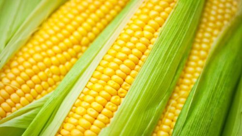 Corn, Shape : Round, Packaging Type : Yellow for Cattle Feed