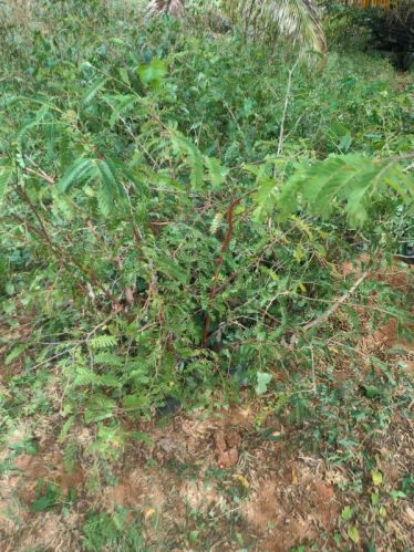 Common Organic Sweet Tamarind, Style : Dried