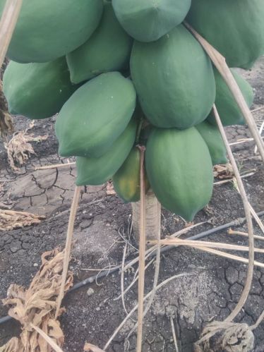 Green Organic Fresh Papaya