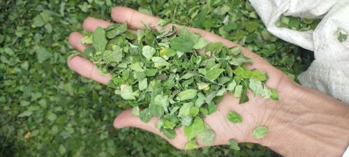 Natural Moringa Oleifera Leaves, Feature : Highly Effective