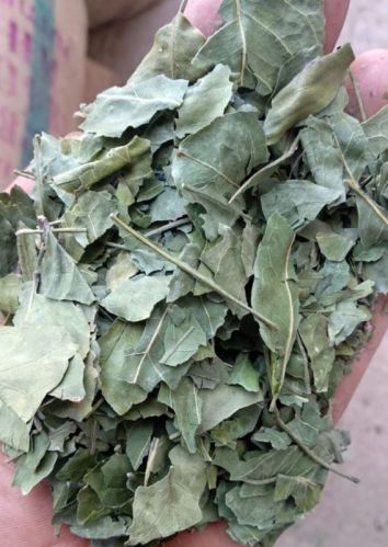 Natural Bael Leaves, Packaging Size : 5kg, 10kg