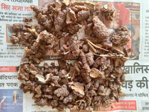 Brown Natural Lakh Pipal, For Medicinal, Packaging Type : Bag