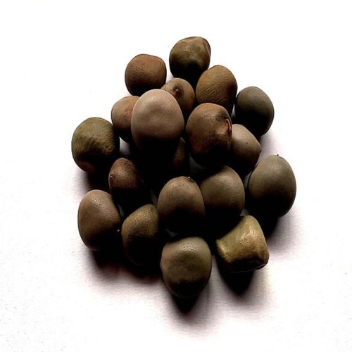 Brown Natural Karanjwa Herb Seeds, For Medicinal, Packaging Size : 10 Kg