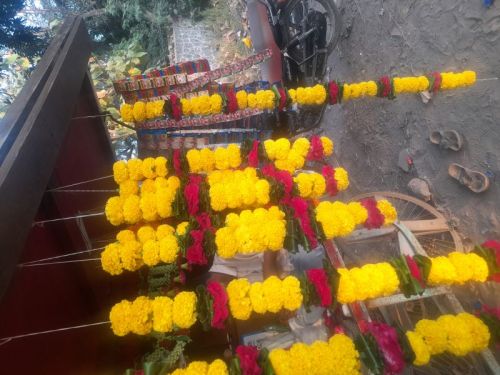 Lemon Pyure Fresh Flowers, Size : Medium