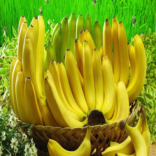 Organic Banana, Packaging Size : 20 Kg