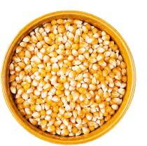 Yellow To Orange Dry 14% Mosture Maize Seeds, For Cattlefeed Food