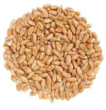 Organic Wheat, For Cooking, Bakery Products, Shelf Life : 6months