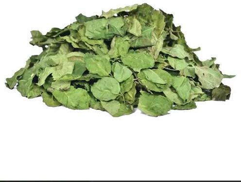 Green Natural Dried Moringa Leaves, For Medicine, Packaging Type : Bag