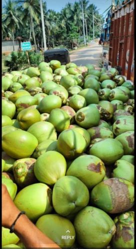 Green The Paida Tender Coconut Water, Shelf Life : 15d