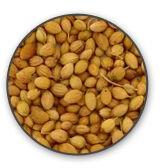 Coriander seeds, Grade Standard : Food Grade