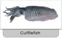 Cuttle Fish