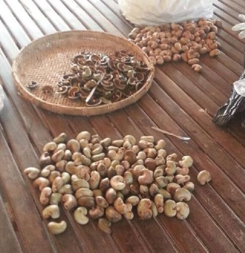 Farmed Sun dried Raw Cashew Nuts, Packaging Type : 80kg