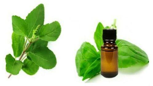 Tulsi Hair Oil, Form : Liquid