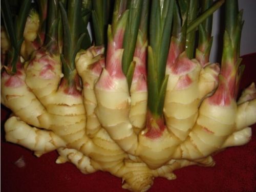 Speedtrading Organic fresh ginger