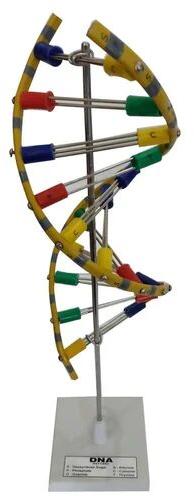 Multicolored PVC DNA Model