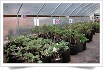 Root Control Non Woven Bag