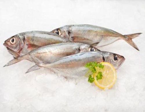 Indian Mackerel