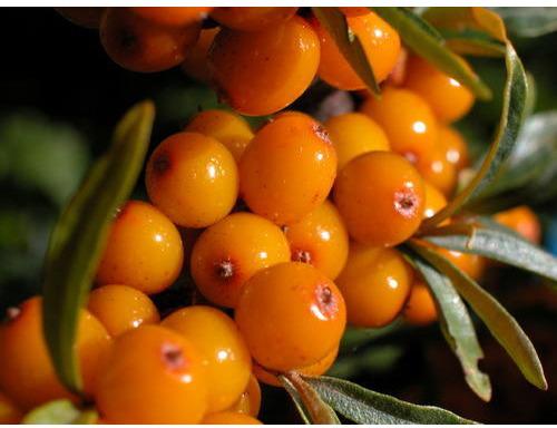 Orange Common Sea Buckthorn Berry, Packaging Type : PP Bag