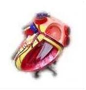 Heart Model