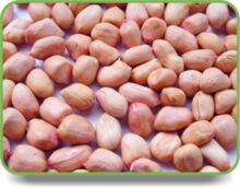 Common Raw Peanuts, For Oil Extracts, Style : Dried