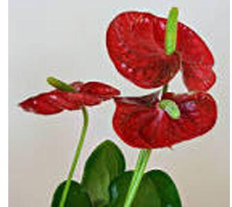 Anthurium