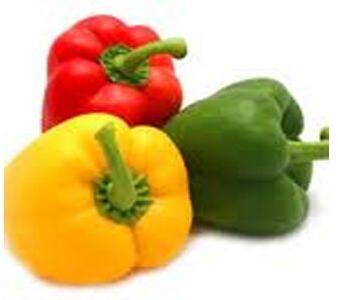 Capsicum, Country of Origin : India