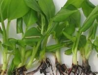 Tissue Culture Banana Plants