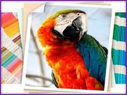 Digital Printing, Paper Weight - Minimum : 60 gsm