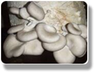 Oyster mushroom, Cultivation Type : Organic