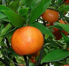 Mandarin Oil