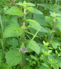 Ayuroma Centre Mentha Arvensis Oil, Color : Less Or Pale Yellow