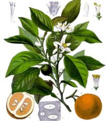 Neroli Oil, Brand Name : Ayuroma Centre