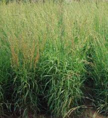 Palmarosa Oil, Color : Colorless Or Yellowish