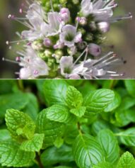 Spearmint oil, Brand Name : Ayuroma Centre