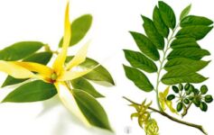 Tender musiqa porno videolar