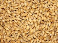 Barley Animal Feed