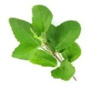 Tulsi Ark Extract, Packaging Type : Plastic Bottle