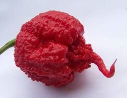Carolina Reaper Chili Pepper