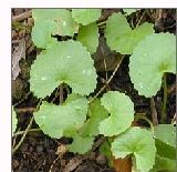 Centella Asiatica