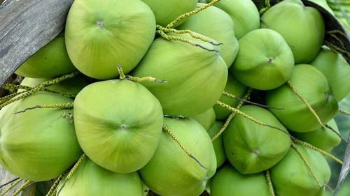 Natural Green Tender Coconut, Packaging Type : Bag